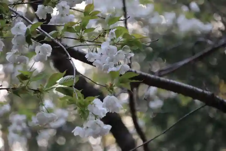 磐椅神社の自然