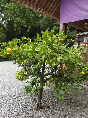 高鴨神社(奈良県)