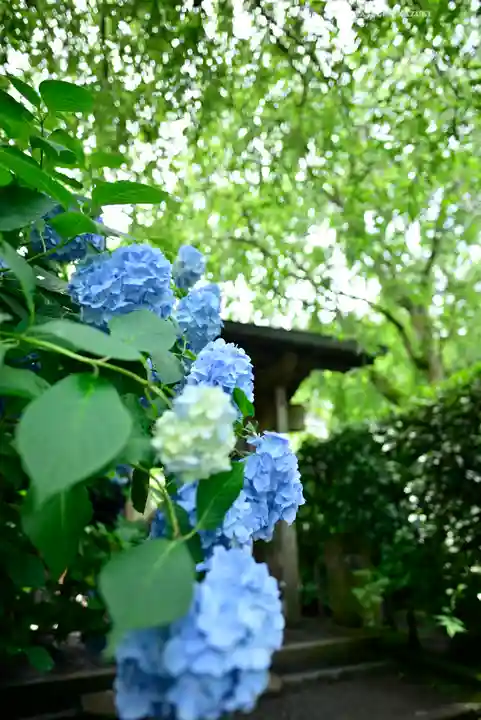 明月院(神奈川県)