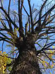 田無神社の自然