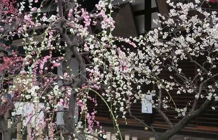 大阪天満宮の自然