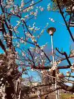 相模原氷川神社の自然