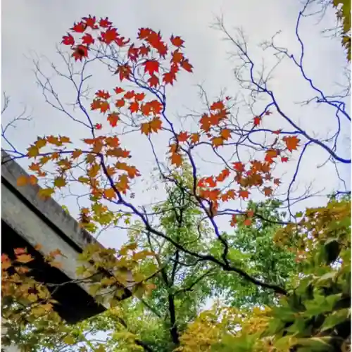 彌彦神社　(伊夜日子神社)(北海道)