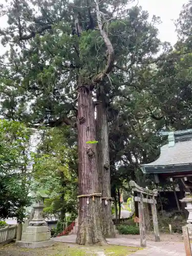 八幡朝見神社の自然