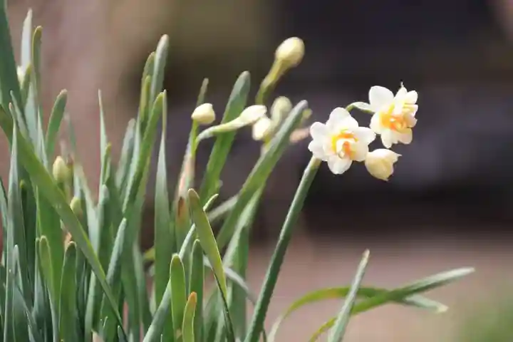 開成山大神宮の自然