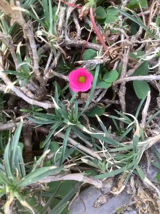 三輪神社の自然
