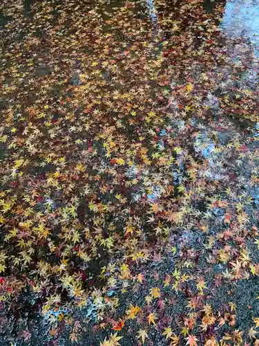 桜町二宮神社の自然