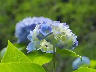 明月院(神奈川県)