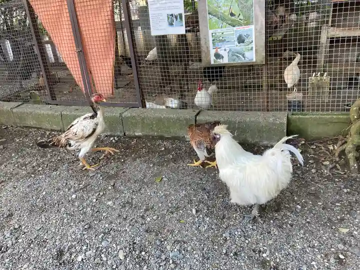 高知大神宮の動物