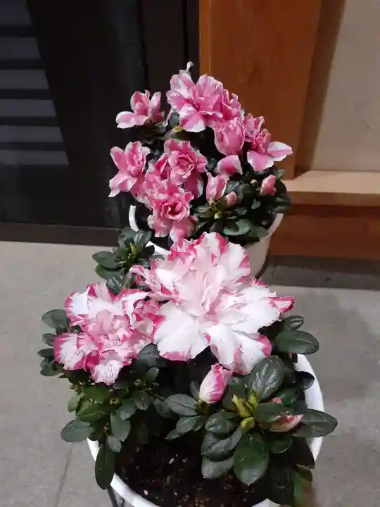 伏木香取神社の自然