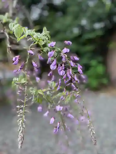 阿佐ヶ谷神明宮(東京都)