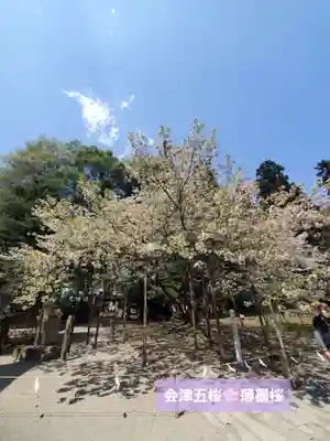 伊佐須美神社(福島県)