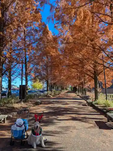 野木神社の動物