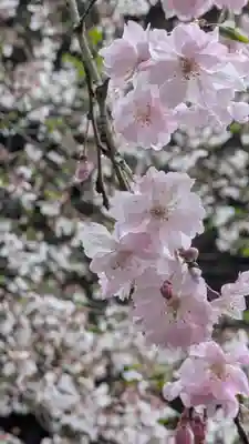 醍醐寺(京都府)