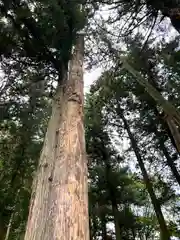 子檀嶺神社(長野県)