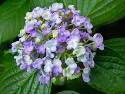 阿弥陀寺の自然