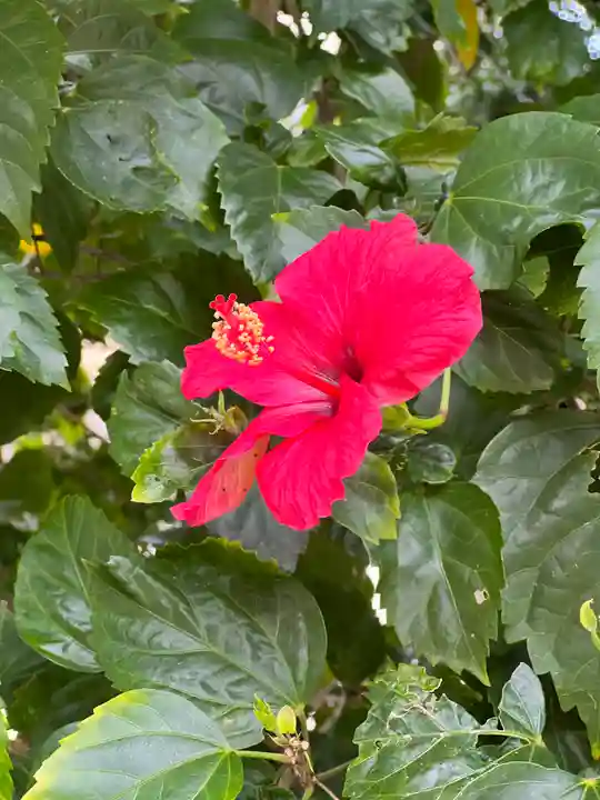 出雲大社沖縄分社(沖縄県)