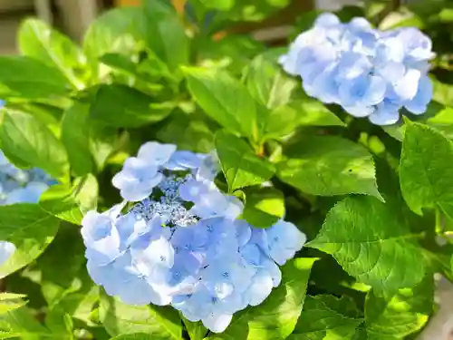 穏田神社の自然