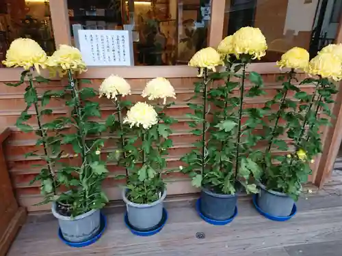 菊名神社の自然