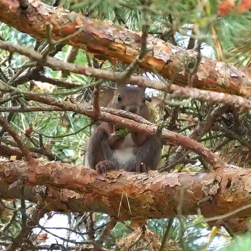 美幌神社(北海道)