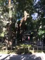 來宮神社の自然