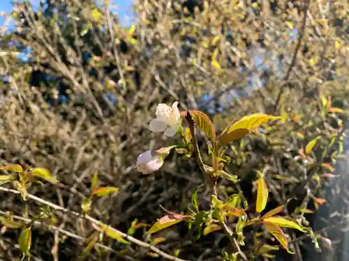 普門寺(切り絵御朱印発祥の寺)の自然