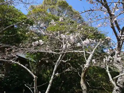 安房神社の自然