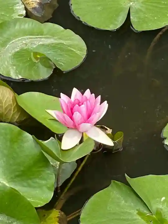 布施弁天 東海寺(千葉県)