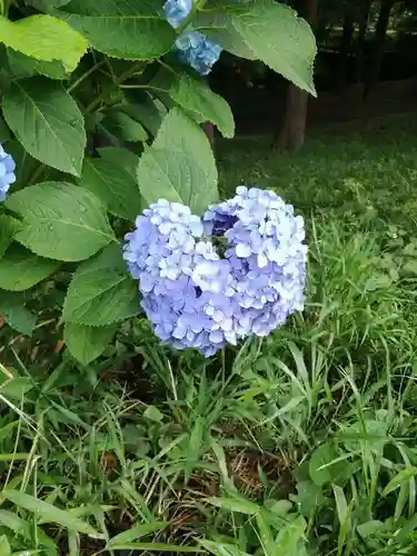 間々田八幡宮の自然