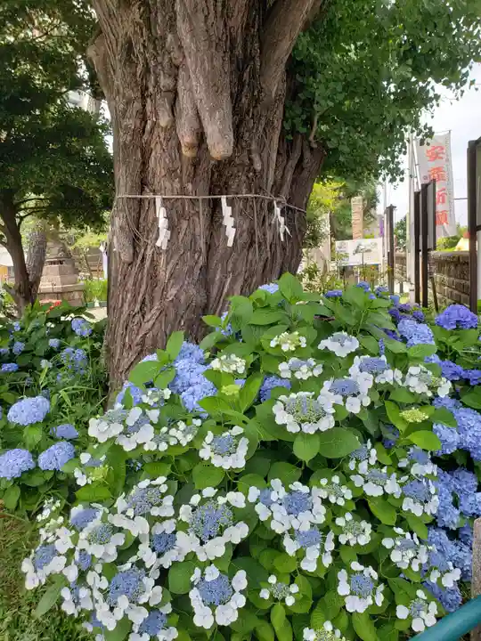磐井神社(東京都)