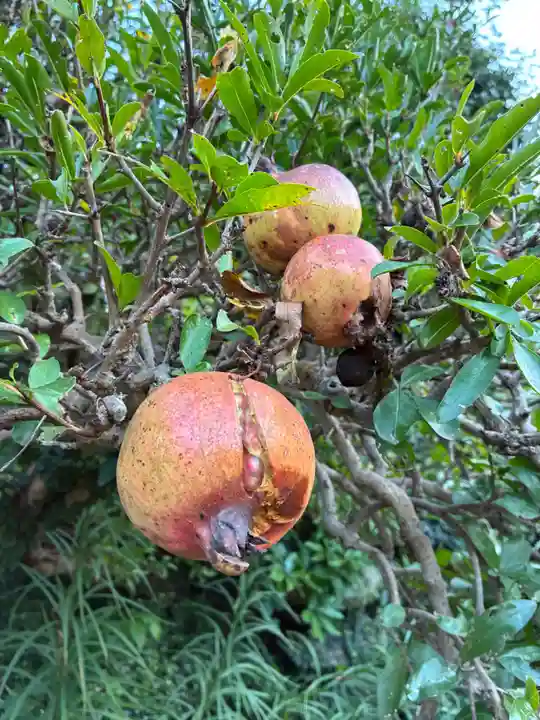 浄安寺(千葉県)