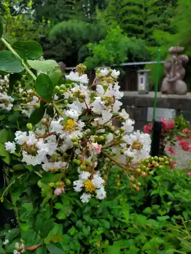 沙沙貴神社の自然