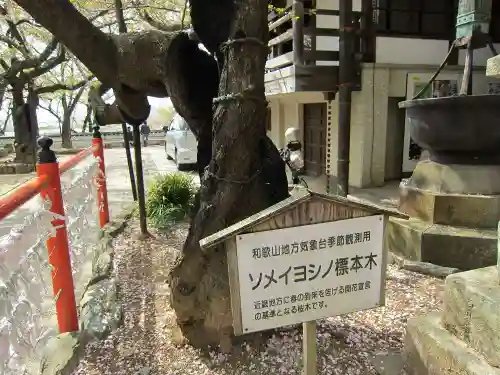 金剛宝寺（紀三井寺）の自然