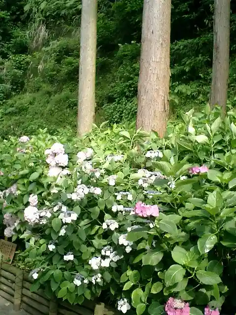 御霊神社の自然