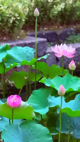 福井神社(福井県)
