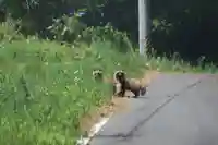 麓山神社の動物