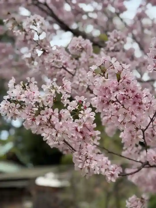 八雲氷川神社(東京都)
