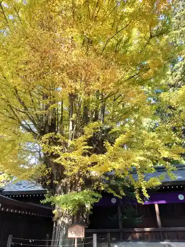 飛騨一宮水無神社の自然