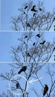 由追稲荷神社(北海道)