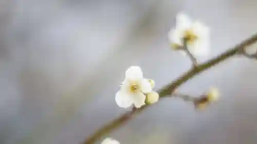 御霊神社の自然