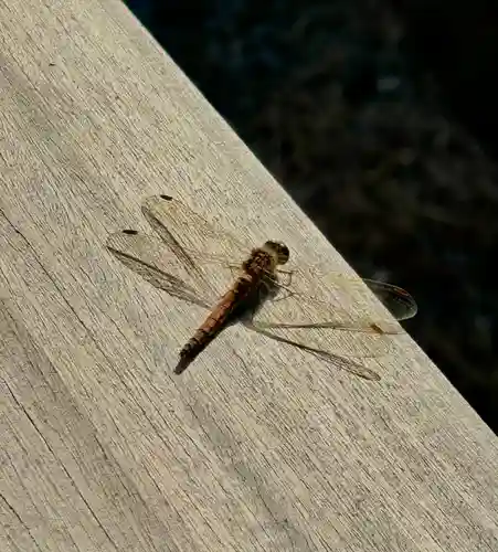 蚊里田八幡宮(長野県)