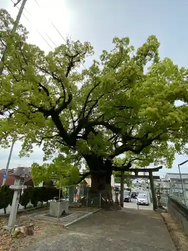 八幡神社の鳥居