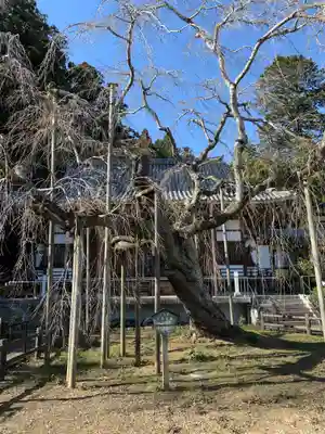 太山寺の自然