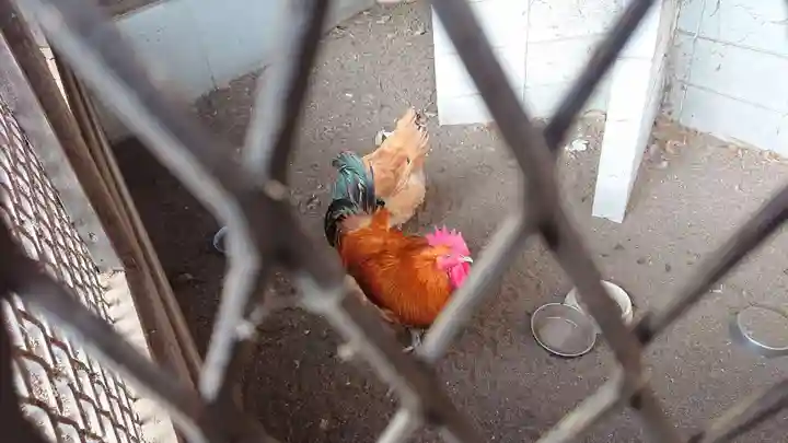 鷲宮神社の動物