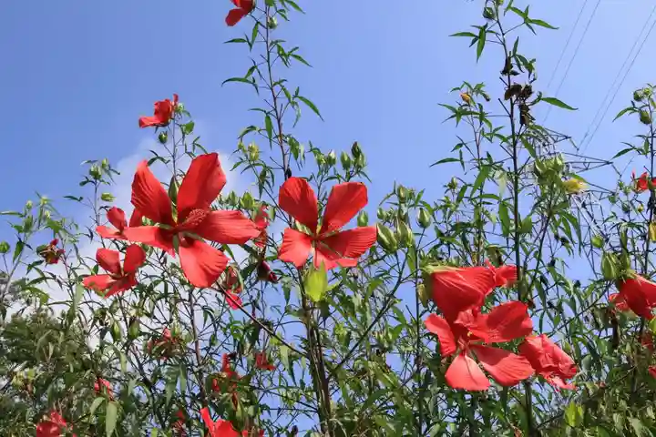 阿久津「田村神社」(郡山市阿久津町)旧社名:伊豆箱根三嶋三社の庭園