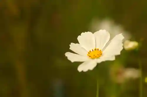 般若寺 ❁﻿コスモス寺❁(奈良県)