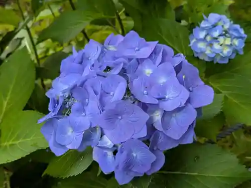 本土寺(千葉県)