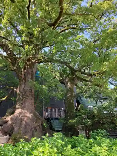太宰府天満宮の自然