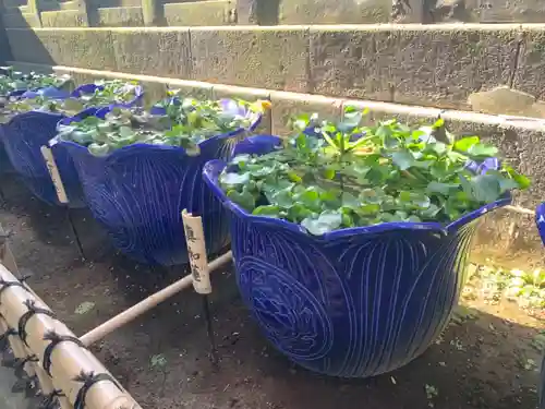 成田山深川不動堂（新勝寺東京別院）の自然