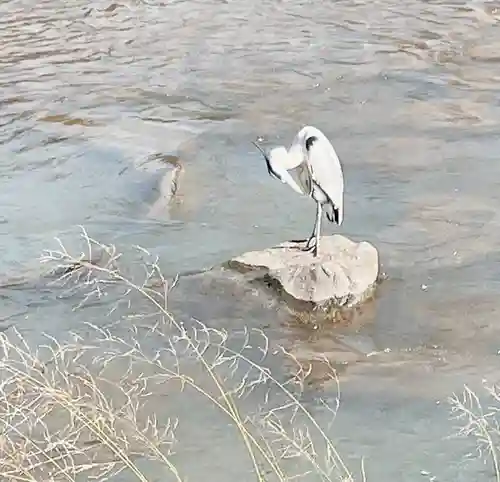 八坂神社(祇園さん)の動物